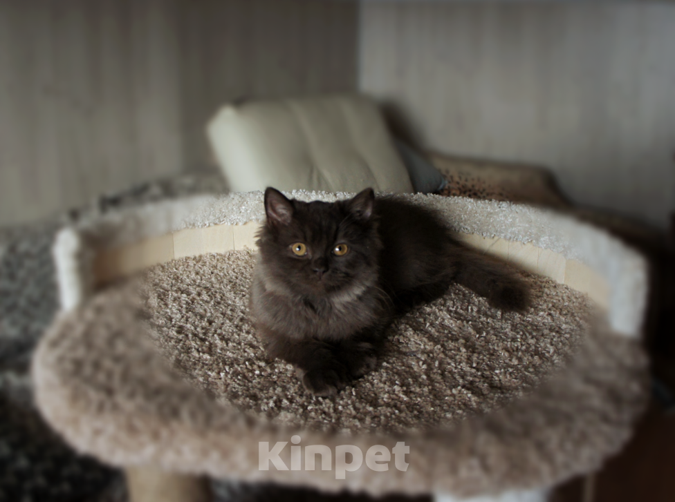 Кошки в Санкт-Петербурге: Британский мальчик . Мальчик, 25 000 руб. - фото 3