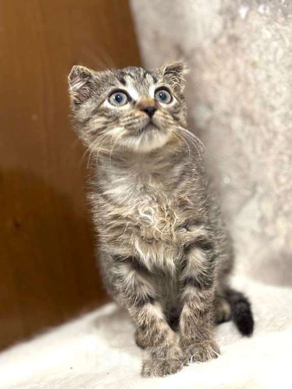 Кошки в Москве: Вислоухий Паша. Котенок в добрые руки. Мальчик, Бесплатно - фото 7