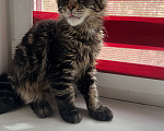 Кошки в Дубне: Котёнок мейн-кун Мальчик, 15 000 руб. - фото 4