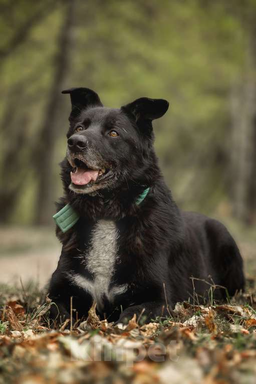 Собаки в Москве: Пух Мальчик, Бесплатно - фото 5