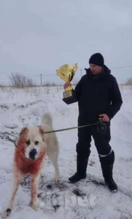 Собаки в Казани: Алабай  Девочка, 10 000 руб. - фото 6