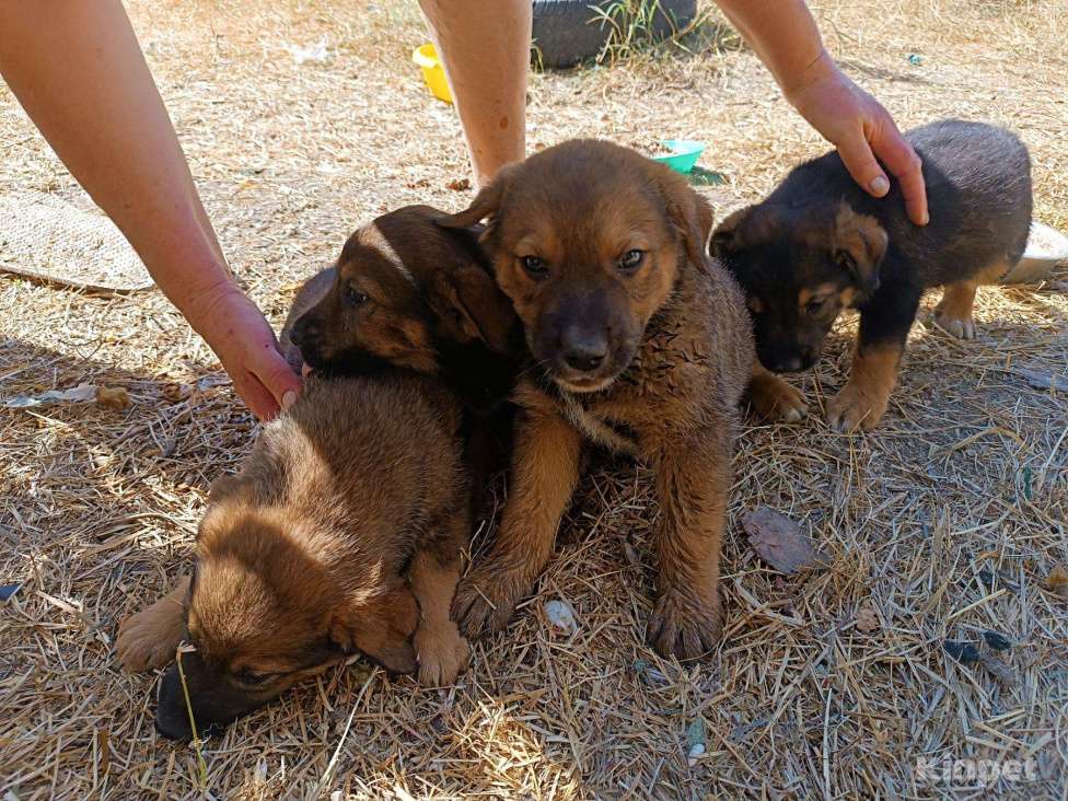 Собаки в Бахчисарае: Бобик Мальчик, Бесплатно - фото 1