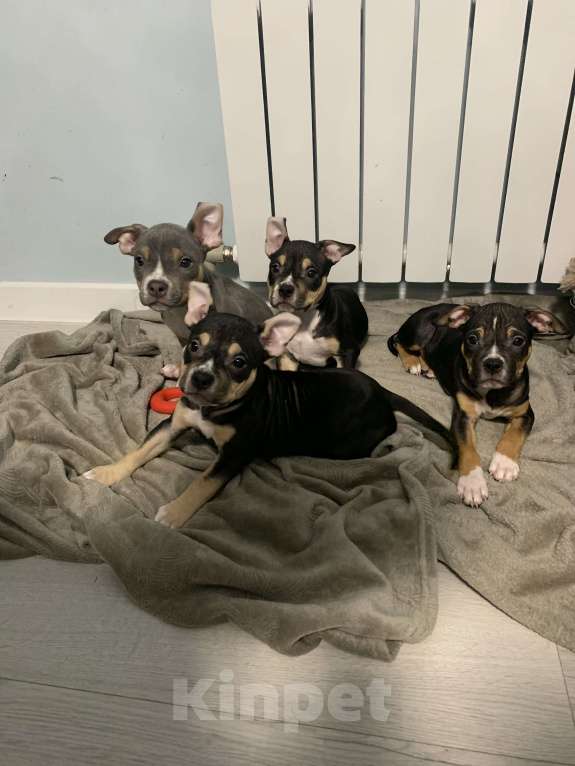 Собаки в Краснодаре: американский булли Девочка, 50 000 руб. - фото 2