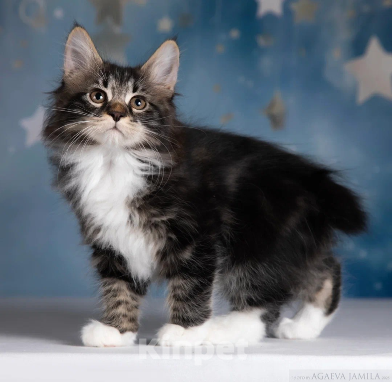 Кошки в других городах Московской области: Котик Ксандр Мальчик, 55 000 руб. - фото 3