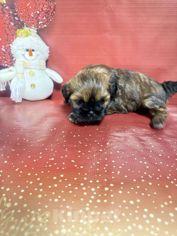 Собаки в Смоленске: Малышка в очень ярком окрасе Девочка, 35 000 руб. - фото 2