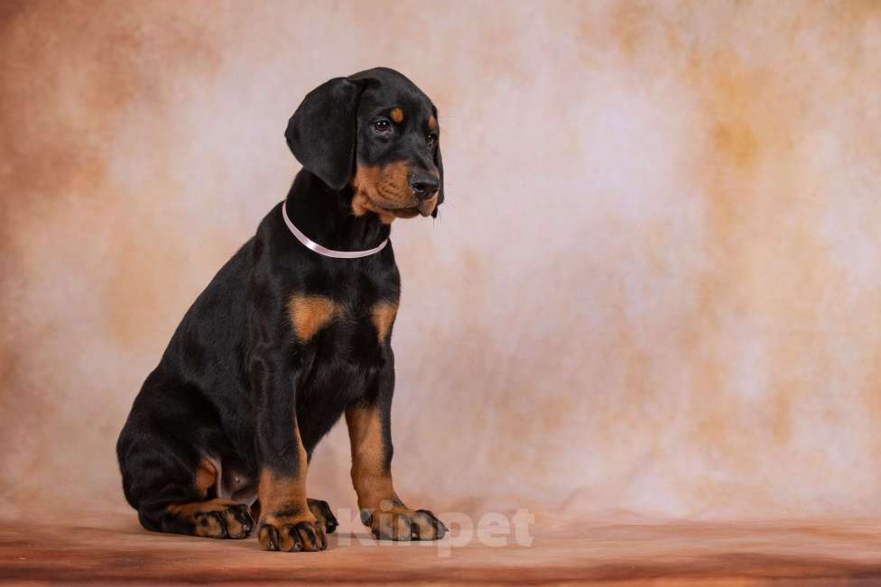 Собаки в Москве: Щенок добермана Девочка, 100 000 руб. - фото 7