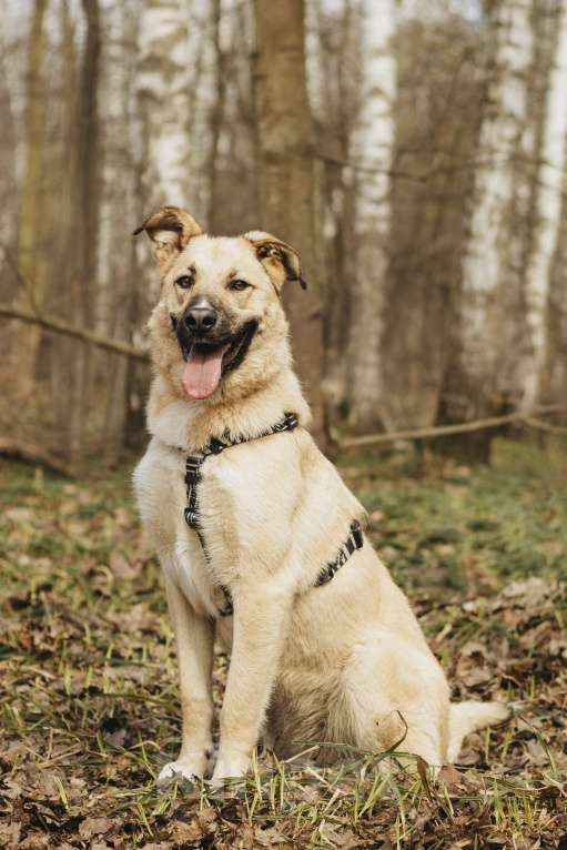 Собаки в Москве: Собака в добрые руки Девочка, Бесплатно - фото 4