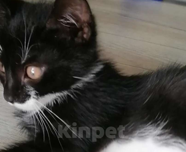 Кошки в других городах Ленинградской области: Умняшка малыш Мальчик, Бесплатно - фото 3