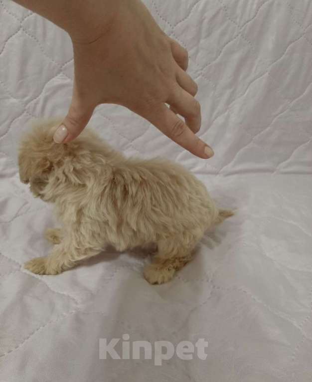 Собаки в Москве: Мальтипу f1 микро Девочка, 55 000 руб. - фото 3