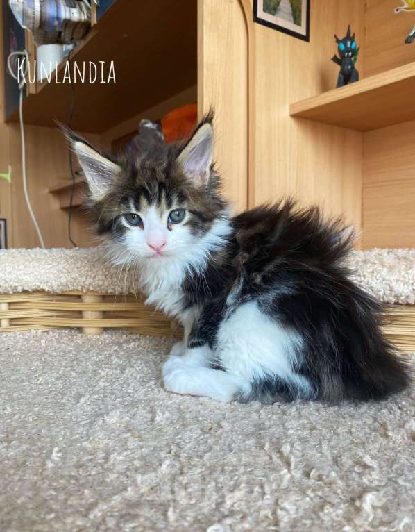 Кошки в Екатеринбурге: котенок мейн-кун Мальчик, 40 000 руб. - фото 1