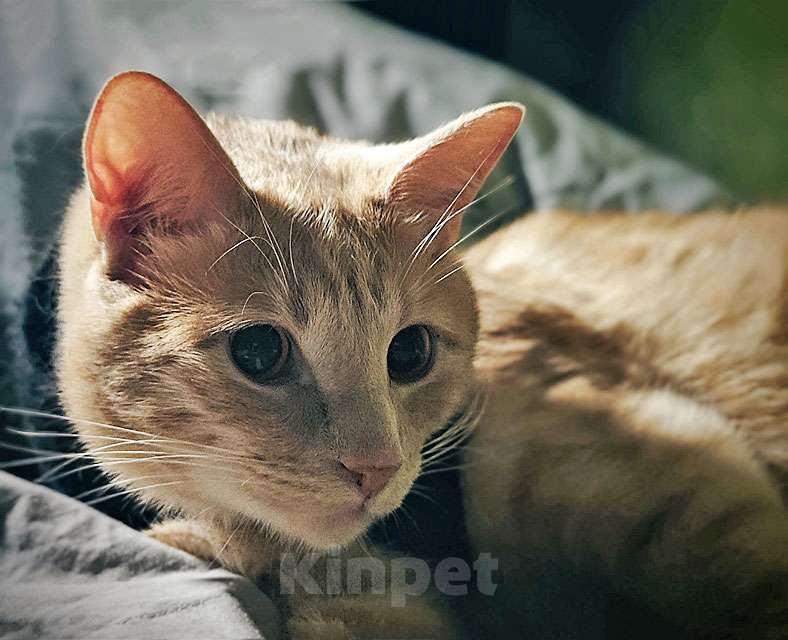 Кошки в Москве: Рыженькое солнышко Санчо, молодой котик ищет дом Мальчик, 10 руб. - фото 6