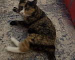 Кошки в Москве: Котенок Яшма Девочка, Бесплатно - фото 5