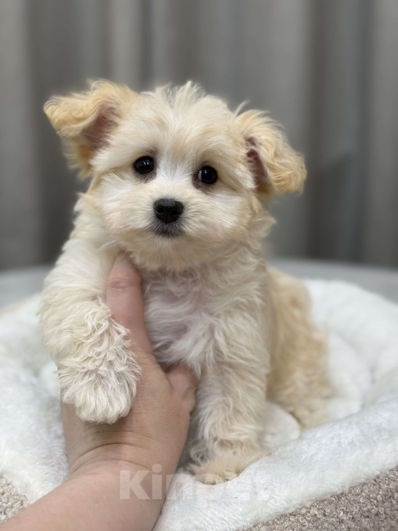 Собаки в Москве: Мальтипу девочка Девочка, Бесплатно - фото 1