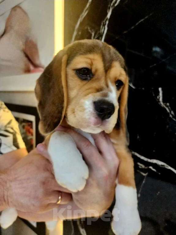 Собаки в других городах Красноярского края: Девочка бигль ищет любящих хозяев Девочка, 45 000 руб. - фото 2