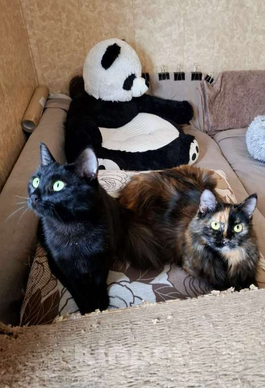 Кошки в Калуге: Кошка в добрые руки  Девочка, Бесплатно - фото 5