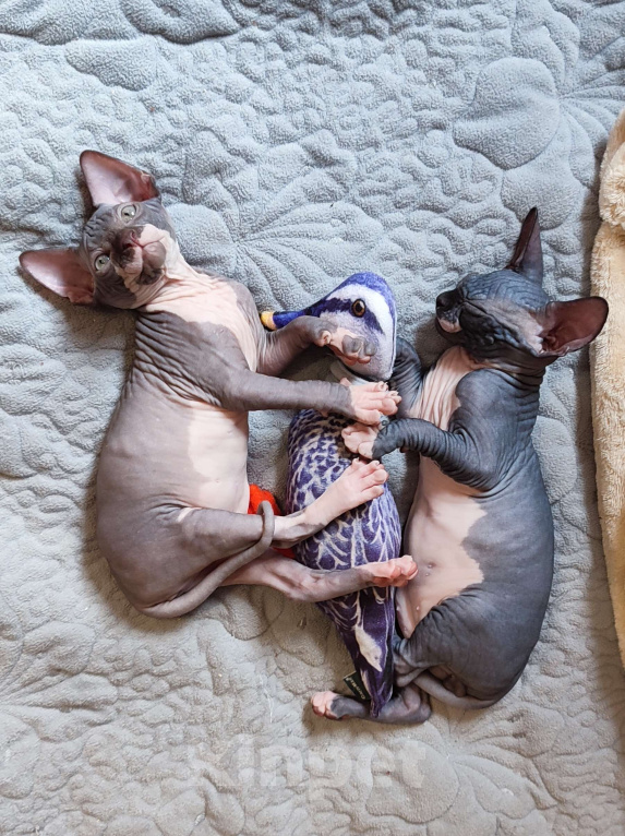 Кошки в Москве: Боннита-канадский сфинкс  Девочка, Бесплатно - фото 2