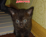 Кошки в других городах Московской области: Котята в добрые руки Мальчик, Бесплатно - фото 2