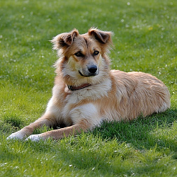 Баскская овчарка