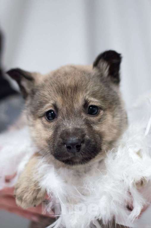 Собаки в Ногинске: Малышка Пипу в поисках дома Девочка, Бесплатно - фото 6