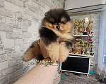 Собаки в Москве: Эксклюзивный окрас мальчик померанского шпица черно подпалый мрамор Мальчик, Бесплатно - фото 1