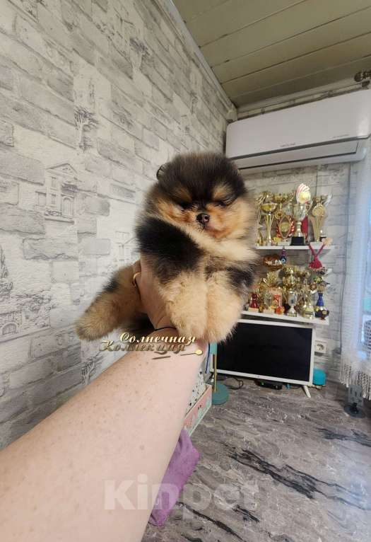 Собаки в Москве: Эксклюзивный окрас мальчик померанского шпица черно подпалый мрамор Мальчик, Бесплатно - фото 1
