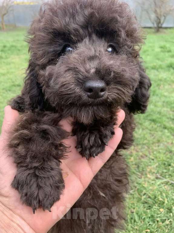 Собаки в Темрюке: Щенки Разнополые, Бесплатно - фото 2