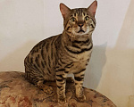 Кошки в Магадане: Бенгальский кот молодой, 20 000 руб. - фото 1