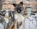Собаки в Москве: Крошка Виола (8 кг) в дар Девочка, Бесплатно - фото 2
