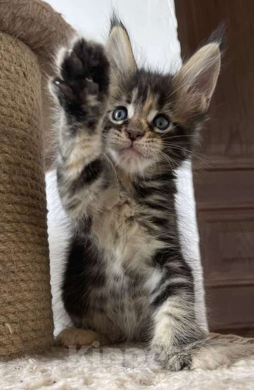 Кошки в Санкт-Петербурге: Малышка Рея Девочка, 40 000 руб. - фото 4