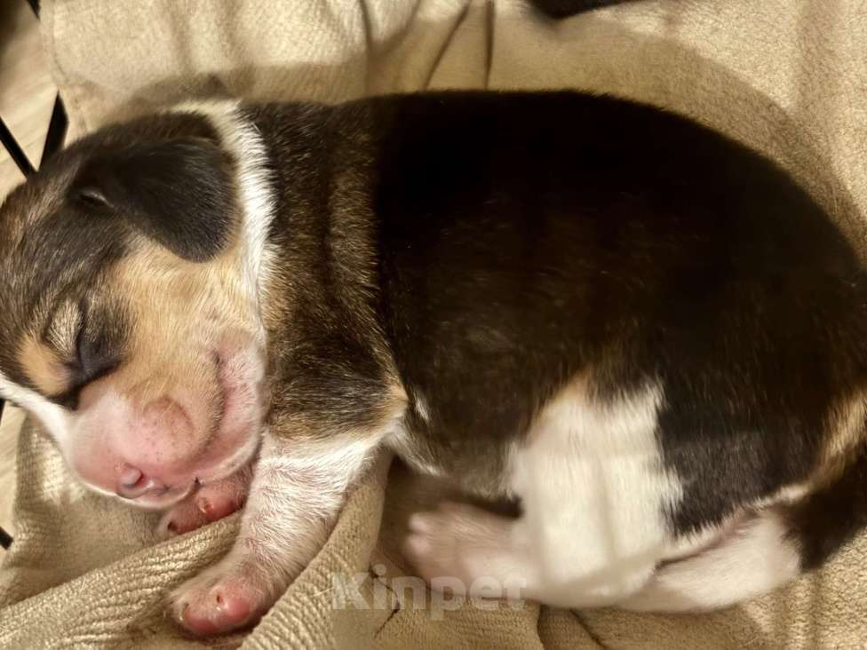 Собаки в Челябинске: Щенки бигля от Чемпионов РКФ бигле родителей Девочка, Бесплатно - фото 2