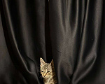 Кошки в Санкт-Петербурге: Котенок Люмия Люми Девочка, Бесплатно - фото 3