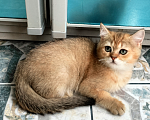 Кошки в Мытищах: Золотой тикированный  Мальчик, 12 000 руб. - фото 8