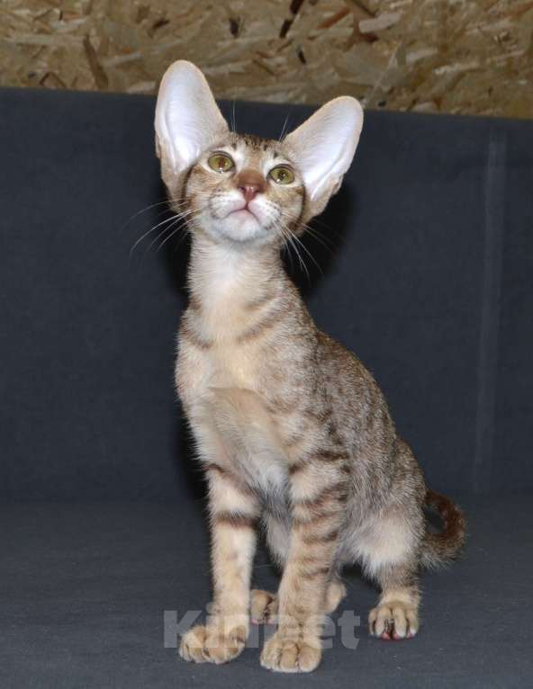 Кошки в Глазове: Хонда Девочка, 30 000 руб. - фото 4