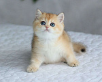 Кошки в Волгодонске: Котёнок Британский Мальчик, 10 000 руб. - фото 1