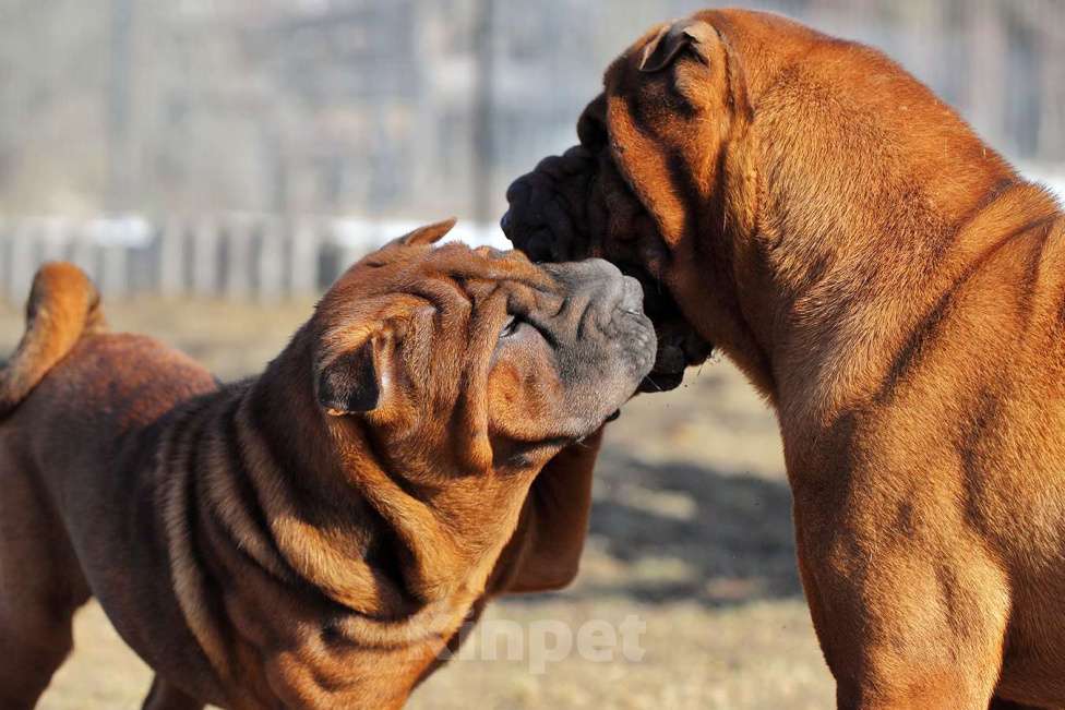 Собаки в Туле: Вязка дорого Мальчик, Бесплатно - фото 3