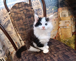 Кошки в других городах Новосибирской области: Котёнок Мейн-кун  Мальчик, 18 000 руб. - фото 6