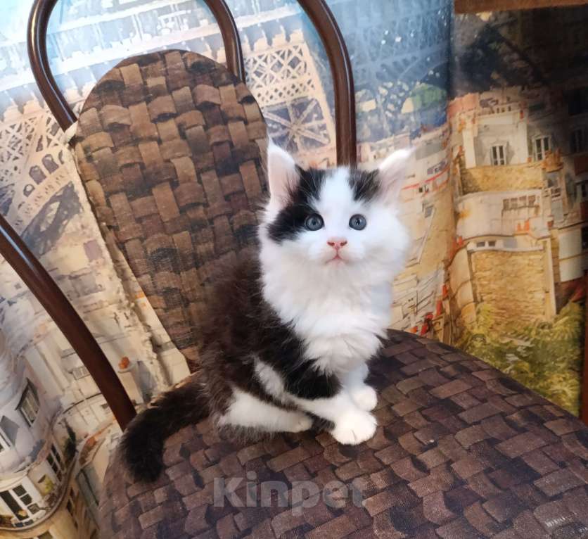 Кошки в других городах Новосибирской области: Котёнок Мейн-кун  Мальчик, 18 000 руб. - фото 6