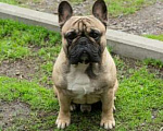 Собаки в Сочи: Продаются Щенки Французкого Бульдога Девочка, 35 000 руб. - фото 4