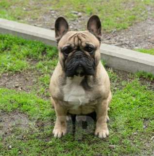 Собаки в Сочи: Продаются Щенки Французкого Бульдога Девочка, 35 000 руб. - фото 4