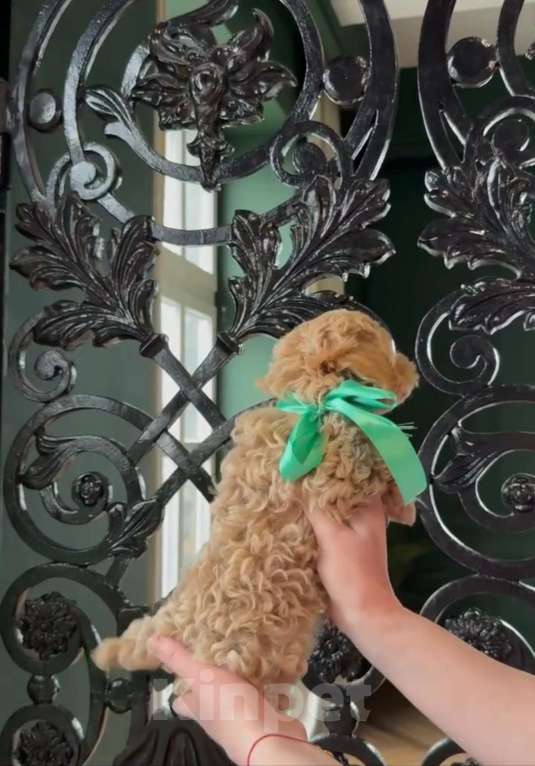 Собаки в Санкт-Петербурге: Кукольный мальчик Мальтипу Мальчик, 215 000 руб. - фото 3