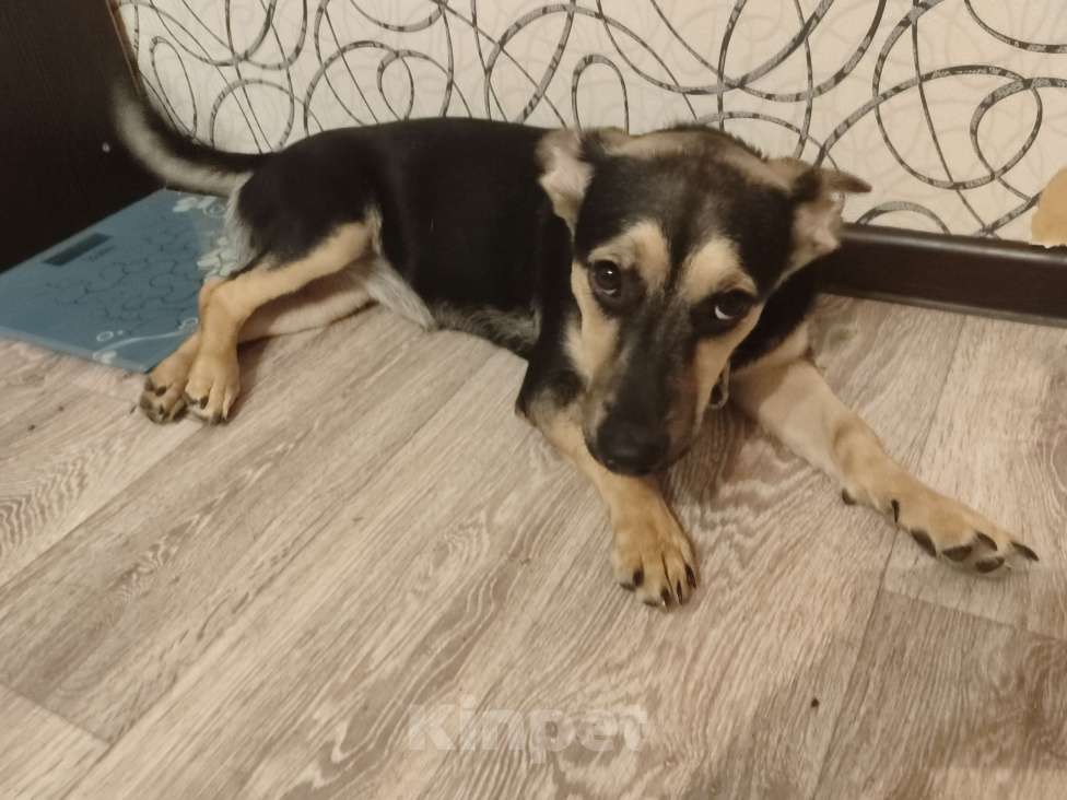 Собаки в Саратове: Отдаю собаку в хорошие руки Девочка, Бесплатно - фото 2