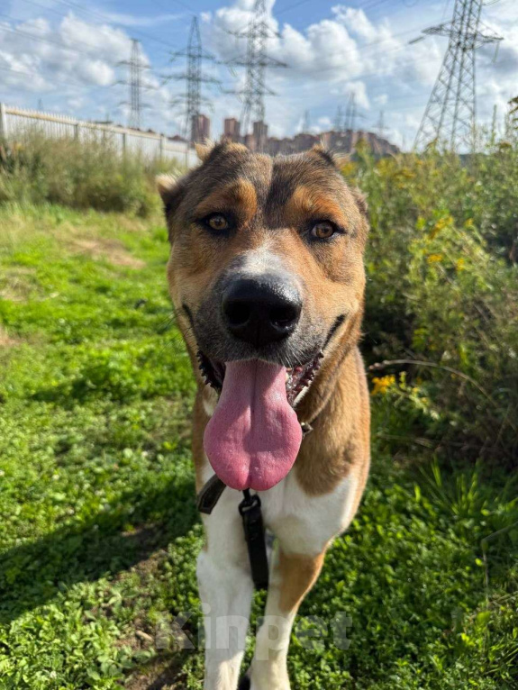 Собаки в Москве: Милый алабай Гоша ищет дом Мальчик, Бесплатно - фото 5