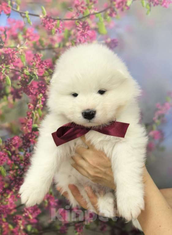 Собаки в Саяногорске: Щенки самоеда Мальчик, 70 000 руб. - фото 3