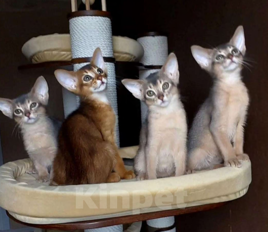 Кошки в Москве: Абиссинские котята  Мальчик, 70 000 руб. - фото 3