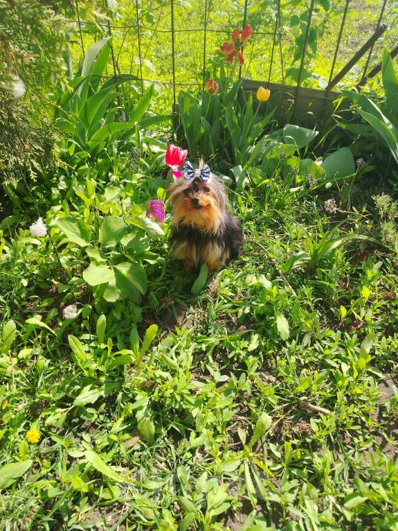 Собаки в Самаре: Шикарная миниатюрка Девочка, 25 000 руб. - фото 3