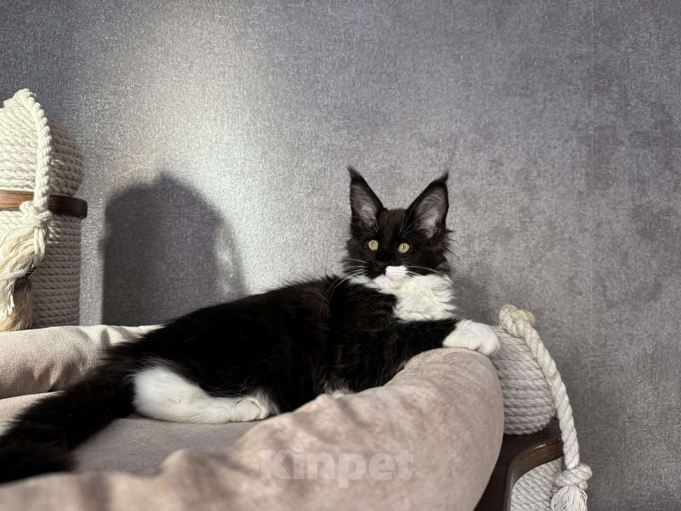 Кошки в Санкт-Петербурге: Котенок мейн-кун Девочка, 50 000 руб. - фото 2