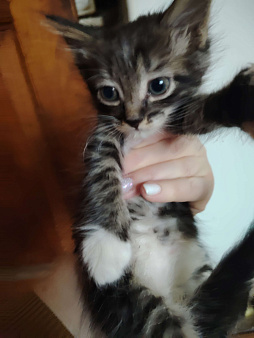 Милые котята ищут хозяина