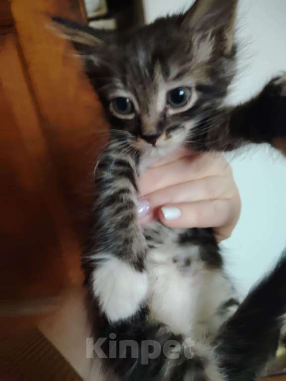 Кошки в Белгороде: Милые котята ищут хозяина Разнополые, 200 руб. - фото 1