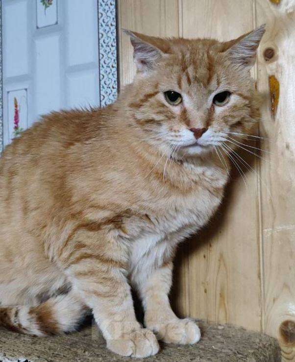 Кошки в Москве: Батя в добрые руки Мальчик, Бесплатно - фото 2