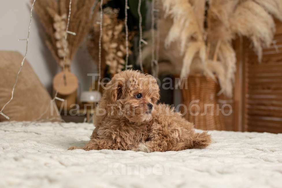 Собаки в Ростове-на-Дону: Щенок мальтипу f1 Мальчик, 100 000 руб. - фото 6